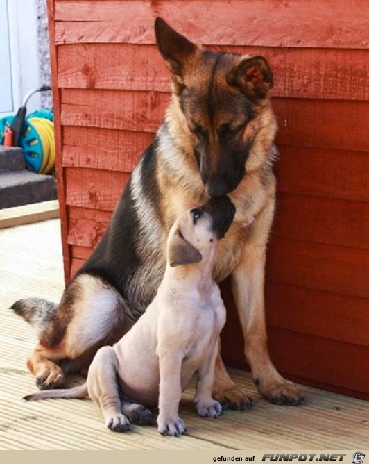 Hunde sind die besten Leute!