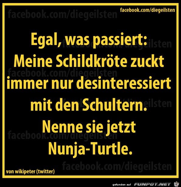 die geilste Schildkröte die geilste Schildkröte