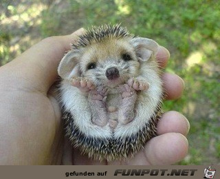 FW: Baby Porcupine...adorable!