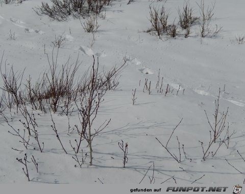 Herd of cariboo and alaska pipeline in April 2013