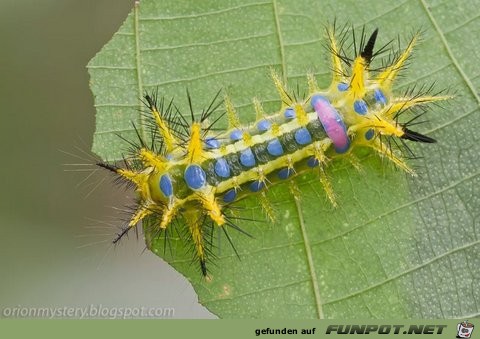 Welt der Insekten