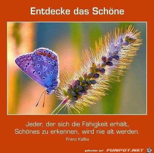 entdecke das Schoene