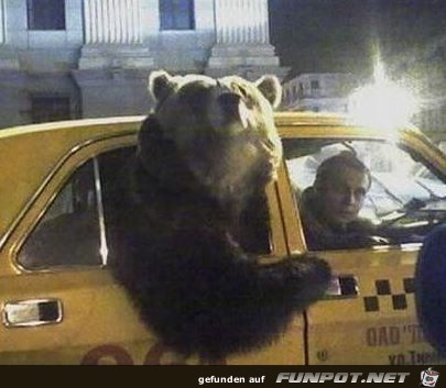 baer-im-taxi