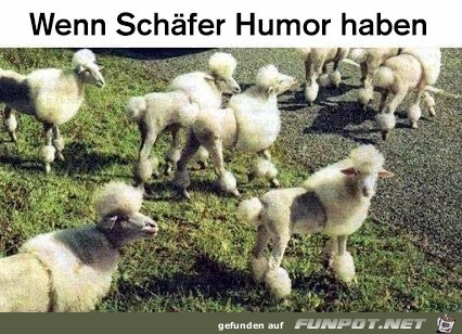 wenn Schaefer humor haben