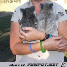 image0075 image0075
