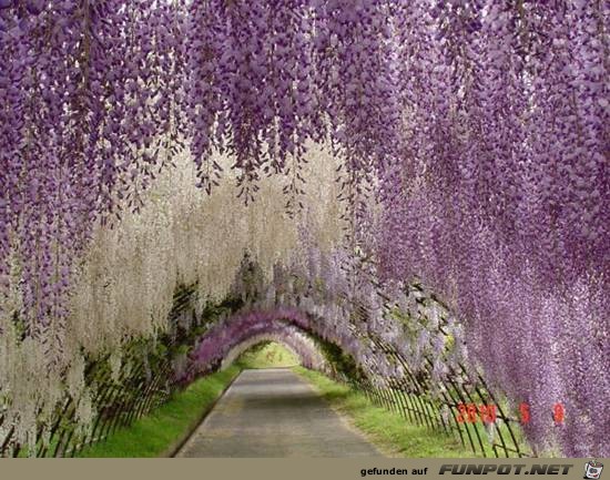 Top-10-Tree-Tunnel-01 Top-10-Tree-Tunnel-01