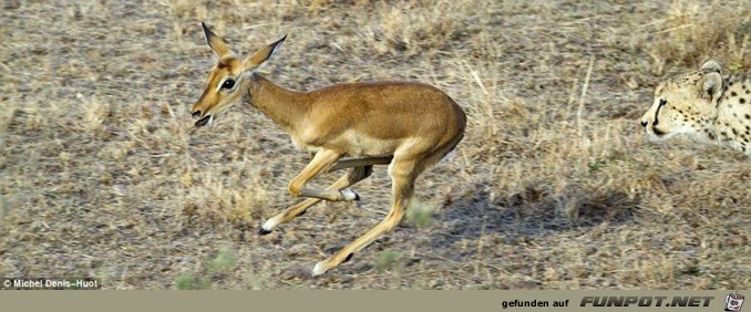 ein Gnu flieht