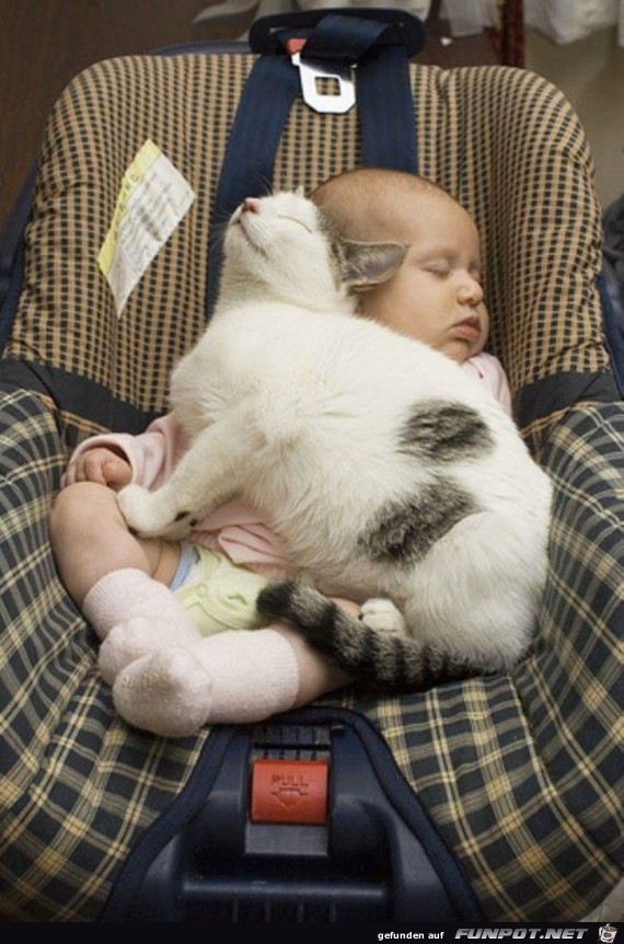 Deshalb brauchen Babys eine Katze!