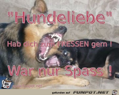 Hundeliebe Hundeliebe