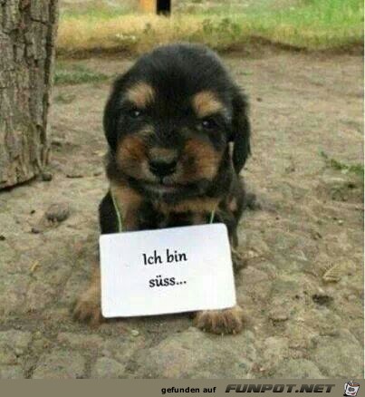 süss süss