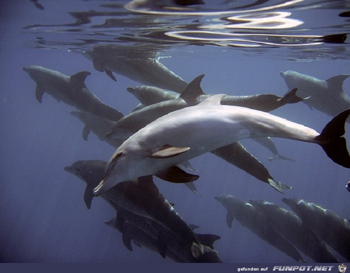 Schoene Tierbilder 5 Schoene Tierbilder 5