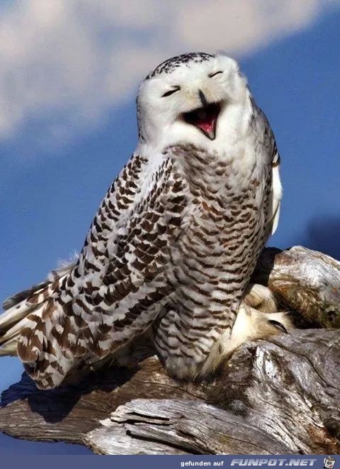 Lachen Lachen