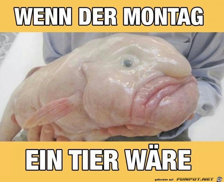 montag tier