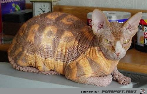 schildkatze schildkatze