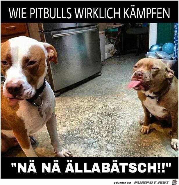 Pitbulls