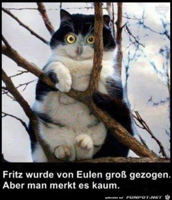 Fritz Fritz