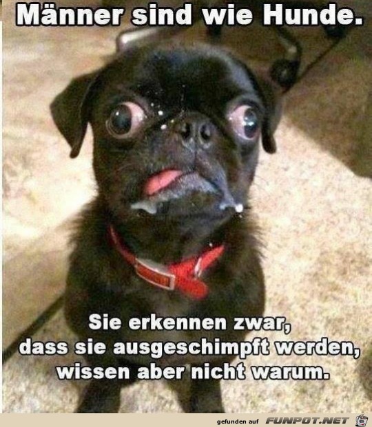 Hunde