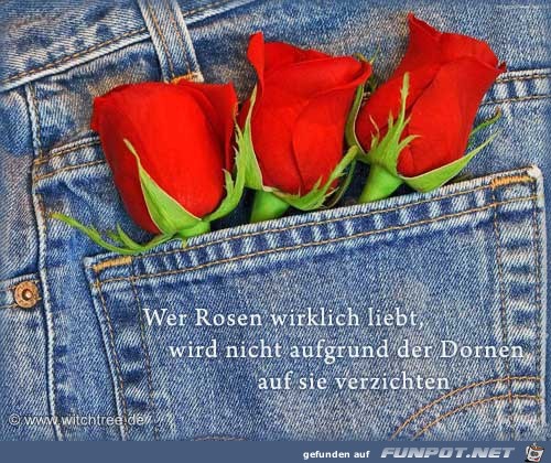 wer Rosen liebt 