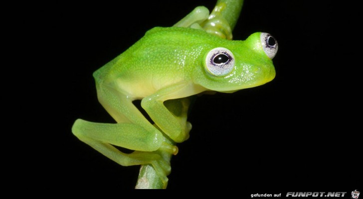 Kermit lebt wirklich!