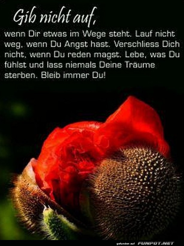 10 sch�ne Spr�che und Lebensweisheiten aus...