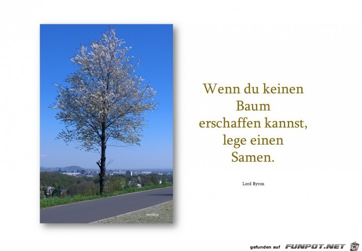 wenn du keinen Baum..