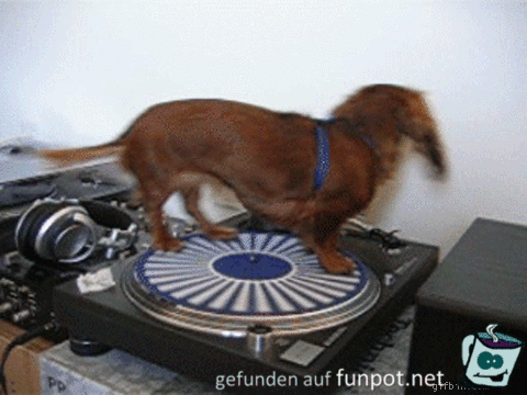 ein Hund auf einem Plattenspieler