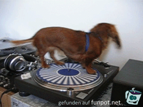 ein Hund auf einem Plattenspieler ein Hund auf einem Plattenspieler