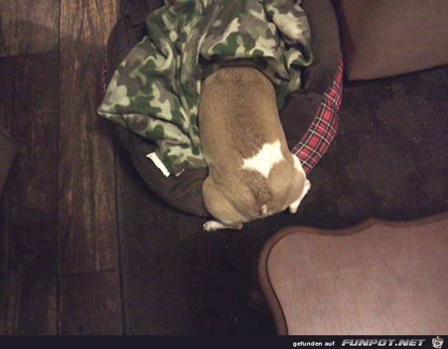 3 funny-scared-animals-vet-hidden 3 funny-scared-animals-vet-hidden