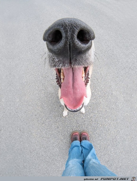 Lustige Hunde-Gesichter!