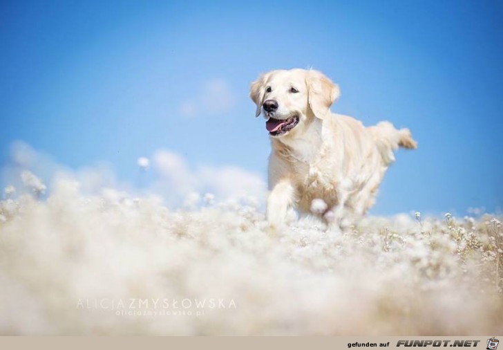 Goldige Hunde-Bilder 3 Goldige Hunde-Bilder 3