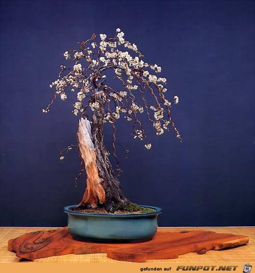 Blhende Bonsai-Bume...