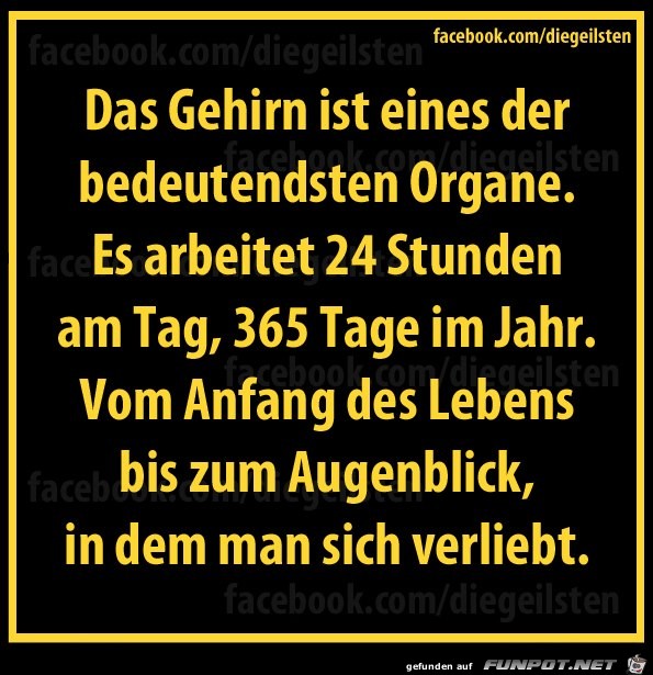 diegeilsten Gehirn diegeilsten Gehirn