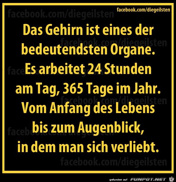 diegeilsten Gehirn