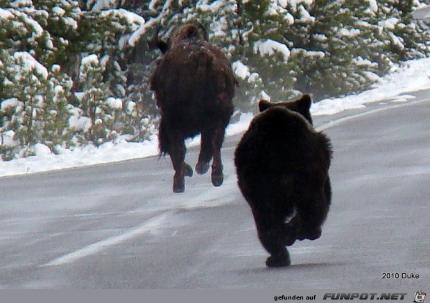 Br vs Bison (16 seltene Fotos) im ...
