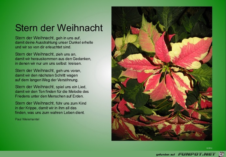 Stern der Weihnacht Stern der Weihnacht
