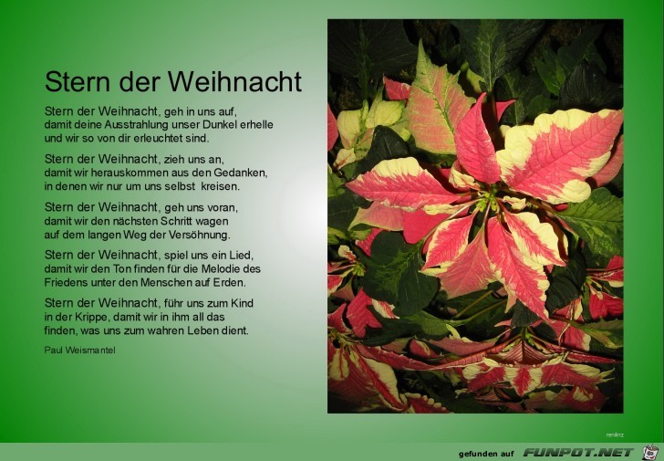 Stern der Weihnacht