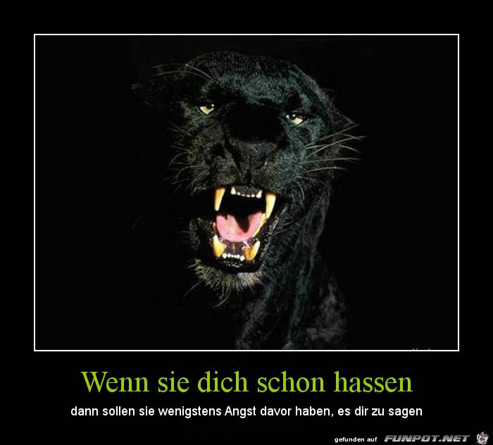 Panther Panther