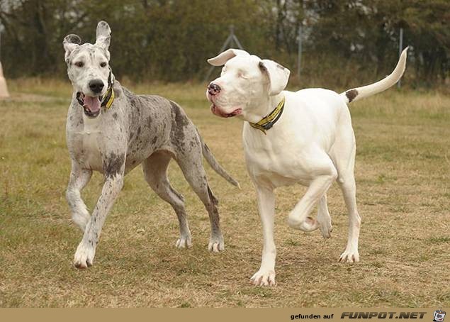 Eines Hundes Blindenhund - herzzerreiend.