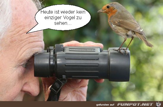 Kein Vogel in Sicht