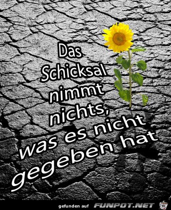schicksal-342x400 schicksal-342x400