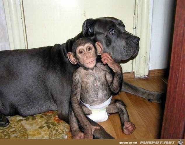 Baby Chimp.