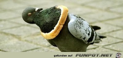 club-tierische missgeschicke 14 club-tierische missgeschicke 14