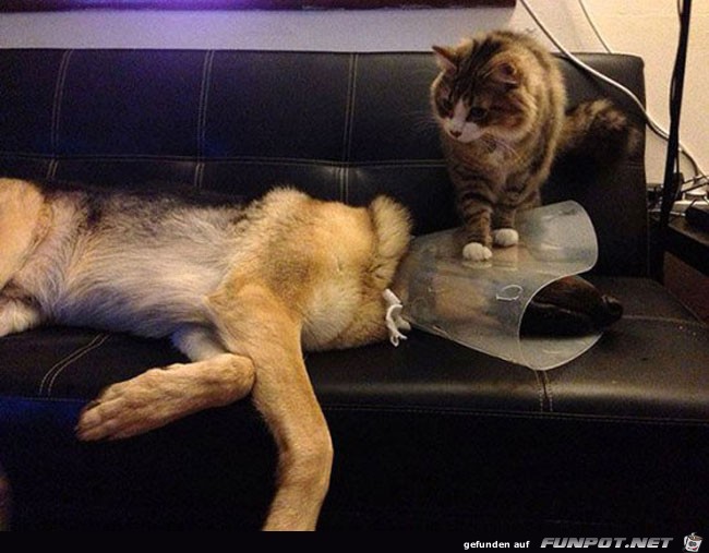 4 funny-scared-animals-vet-cat-dog-couch 4 funny-scared-animals-vet-cat-dog-couch