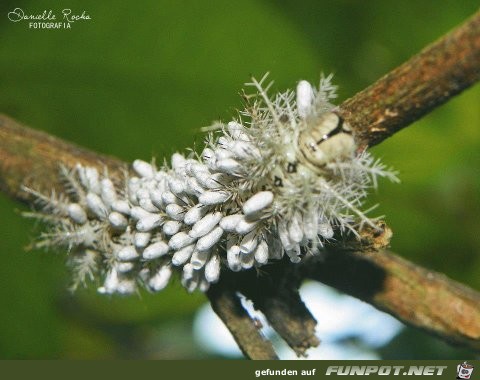 Welt der Insekten