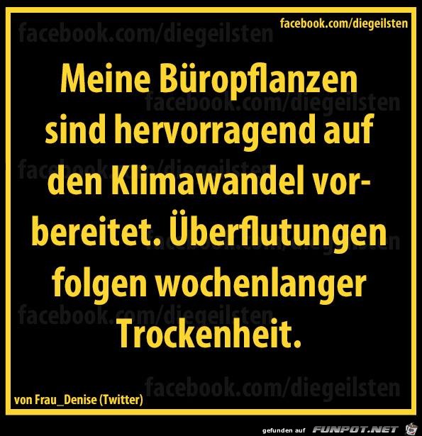 Bueropflanzen Bueropflanzen