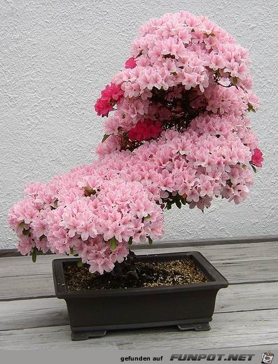 Blhende Bonsai-Bume...