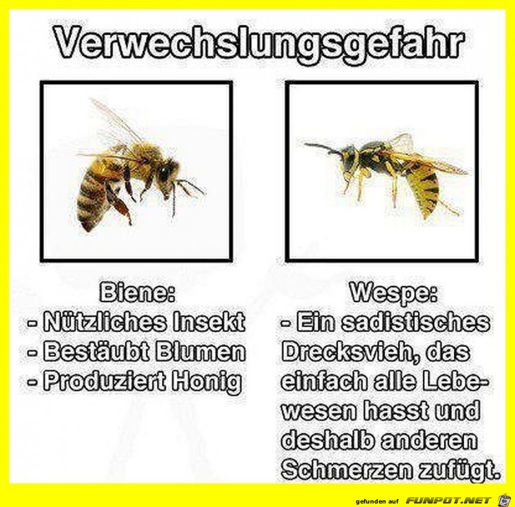 Verwechslungsgefahr Biene Wespe