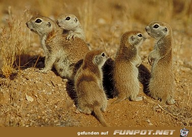 Rund-Schwanz-Grundeichhörnchen Rund-Schwanz-Grundeichhörnchen