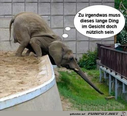 langes Ding im Gesicht langes Ding im Gesicht