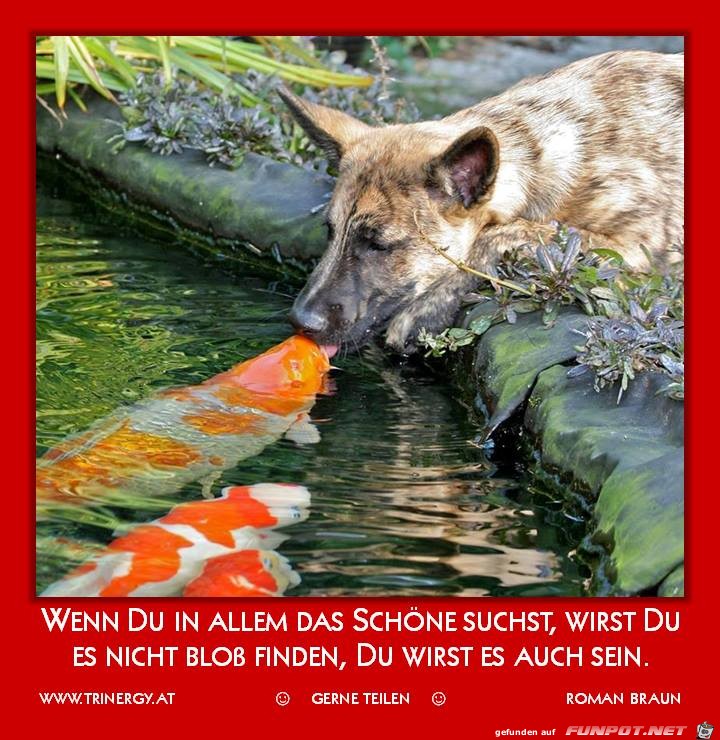 das Schoene das Schoene